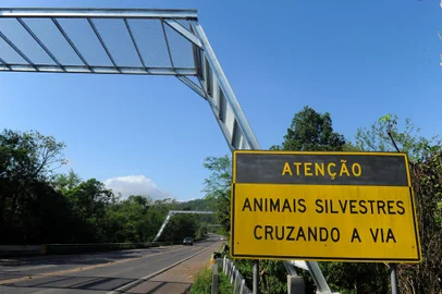 ITATI, RS, BRASIL, 05/11/2021 - Passarelas para travessia de animias são instaladas em Itati. (Marcelo Casagrande/Agência RBS)<!-- NICAID(14933302) -->