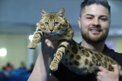PORTO ALEGRE,RS,BARSIL.2024,09,14.12aExposição de Felinos na Capital.N afoto Criador Renato Lorini com seu gato da raça Bengal...(RONALDOBERNARDI/AGENCIA RBS).<!-- NICAID(15866837) -->