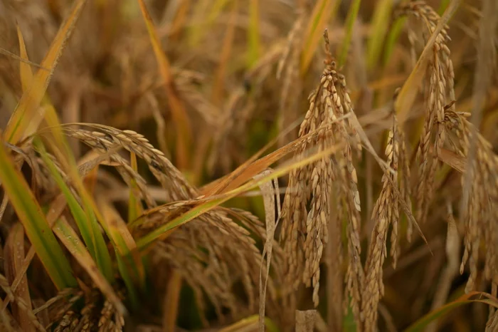 Gabriel Bolfoni / RBSTV