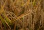 Projeção inicial aponta redução de 5% na área de arroz no RS; entenda