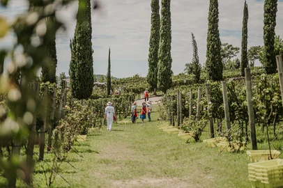 Celebrando o encerramento da vindima, 1ª edição do Festival Vale dos Vinhedos ocorrerá em março<!-- NICAID(16219137) -->