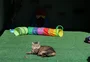 Com quartos individuais, recreação e petiscos, hotel para gatos em Caxias do Sul oferece experiência premium para pets