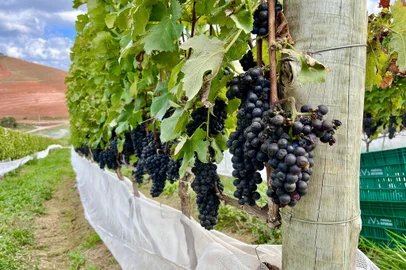 destemperados, rio de janeiro, vinhos, teresópolis, vinicola, vinhedo<!-- NICAID(15820718) -->
