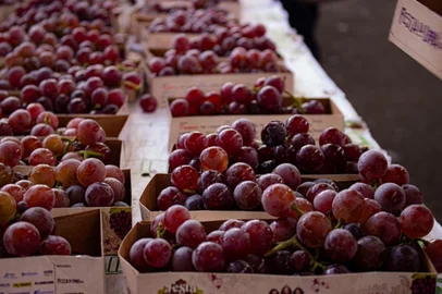 Depois de um hiato de três edições, a 35ª Festa da Uva volta a ter um espaço especial e tradicional para distribuição da fruta no pavilhão 2 do Parque de Eventos Mário Bernardino Ramos. O chamado Palácio das Uvas vai disponibilizar a degustação gratuita de diversas variedades da estrela do evento.<!-- NICAID(16220409) -->