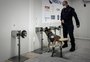 França usa cães para detectar coronavírus no suor humano