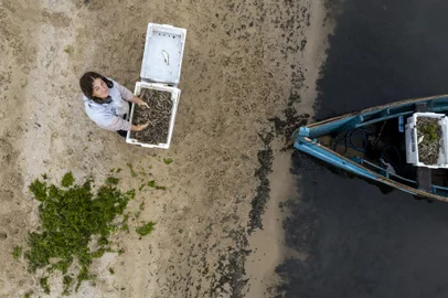 PELOTAS, RS, BRASIL - O camarão na perspectiva das mulheres, desde a pesca até o prato, passando pelo artesanato feito com redes velhas. Na imagem Elisãngela, pescadora na Ilha da Feitoria, no meio da Lagoa dos Patos, pertencente a Pelotas.<!-- NICAID(15061080) -->