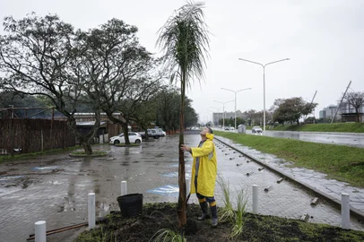 Porto Alegre, RS, Brasil, 23-08-2024: Plantio de uma árvore na área do Parque Maurício Sirotsky Sobrinho (Parque Harmonia). Foto: Mateus Bruxel / Agência RBSIndexador: MATEUS BRUXEL<!-- NICAID(15847621) -->
