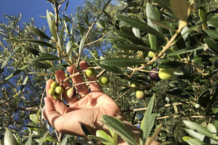 Estância das Oliveiras / Divulgação