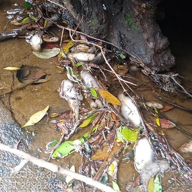 Peixes são encontrados mortos no Rio Burati, em Pinto Bandeira<!-- NICAID(15405143) -->