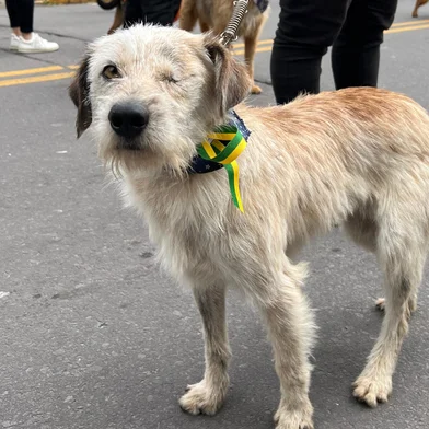 Estarão disponíveis 10 cães adultos, que foram resgatados em via pública, encontrados doentes e debilitados. Os animais se encontram neste momento no canil municipal de Caxias do Sul.<!-- NICAID(16150585) -->