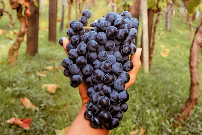 Peterlongo / Divulgação