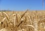 Com maior área plantada em 42 anos, safra de trigo no RS deve bater recorde em 2022
