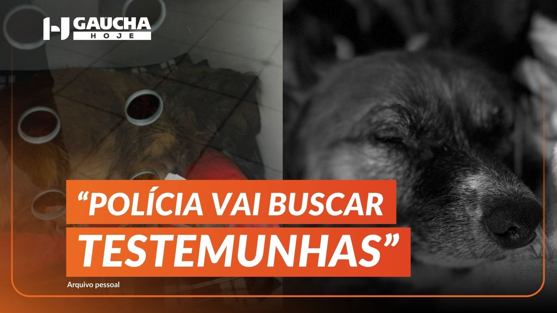 Mais um caso de maus-tratos: morre cachorro que foi enterrado vivo em Sapiranga, no RS