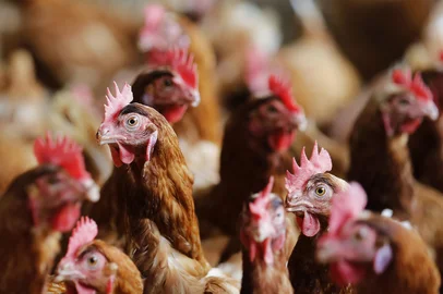 VENÂNCIO AIRES, RS, BRASIL, 15-11-2016: Criação de galinhas para a produção de ovos na propriedade da família Frey, em Linha Cecília. Sérgio Frey ainda planta fumo, mas diversificou a produção com hortaliças e a criação de galinhas. (Foto: Mateus Bruxel / Agência RBS)<!-- NICAID(12567892) -->