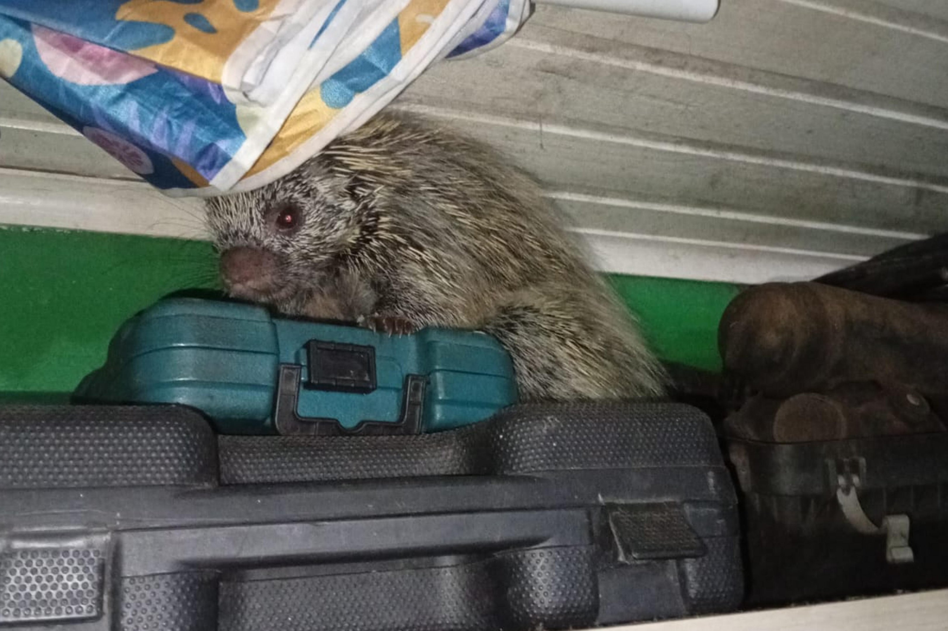 Ouri&ccedil;o aparece em garagem de casa e surpreende moradores no noroeste do RS; assista ao v&iacute;deo