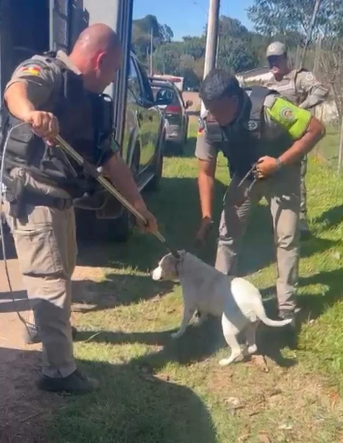 Morre entregador atacado por quatro pitbulls; cães são apreendidos pela polícia | GZH