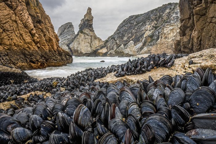 Theo Bosboom / Wildlife Photographer of the Year / Divulgação