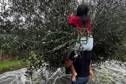 Estância das Oliveiras chuva de azeitonas<!-- NICAID(16225294) -->