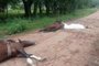 Homem e cavalos são encontrados mortos após suspeita de descarga elétrica em Bagé - Foto: Brigada Militar/Divulgação<!-- NICAID(15725621) -->