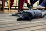 "Acaba sendo um luto não reconhecido": encontro em Porto Alegre promove apoio e reflexão sobre a perda dos pets