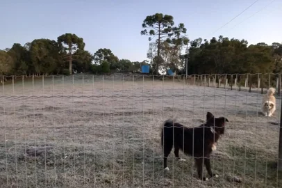 Caxias amanheceu com geada nesta terça-feira, 13 de junho. Na foto do ouvinte da Gaúcha Serra, as cachorras Preta e Mel em São Gotardo de Vila Seca.<!-- NICAID(15454611) -->