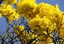 Mudanças climáticas podem afetar a floração dos ipês no Brasil? Saiba mais