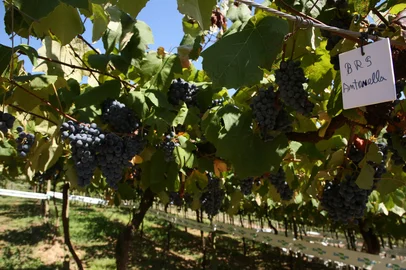 CAXIAS DO SUL, RS, BRASIL, 11/02/2026. Novas cultivares tintas BRS Lis e Antonella, são lançadas por Embrapa Uva e Vinho, de Bento Gonçalves. (Ariéli Ziegler/Agência RBS)Indexador: Arieli Ziegler<!-- NICAID(16223228) -->