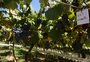 Novas cultivares lançadas pela Embrapa Uva e Vinho prometem elevar rendimento e resistência em vinhedos na Serra