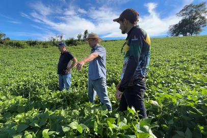 Queda no preço do feijão desestimula produtores e reduz área de plantio no norte do RS<!-- NICAID(16212340) -->