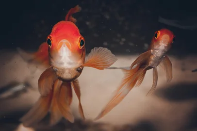 Peixe, peixesIndexador: Magda F Pedron GallinaFonte: 274165888<!-- NICAID(15998254) -->