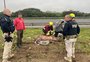 VÍDEO: porco solto na freeway é capturado por oito pessoas próximo ao acesso à Avenida Zaida Jarros