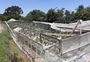 Prejuízos na agricultura causados pelas chuvas chegam a R$ 30 milhões em Caxias do Sul