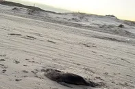 Lobos-marinhos mortos preocupam moradores da Praia do Cassino