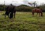 Donos de cavalos resgatados na enchente têm até terça-feira para buscá-los