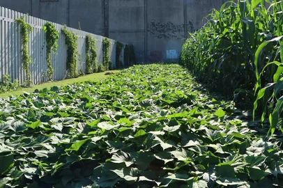 Do canteiro ao prato - Fotos Valder Valeirão _OTROPORTO 01