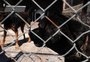 Prefeitura de Caxias do Sul anuncia local para parque de proteção animal