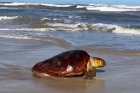 Tartaruga-marinha é encontrada debilitada, passa por tratamento e é solta no mar no RS; veja vídeo<!-- NICAID(16168170) -->