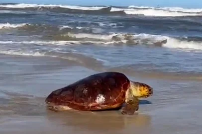 Ceclimar / Divulgação Tartaruga-marinha é encontrada debilitada, passa por tratamento e é solta no mar no RS; veja vídeo<!-- NICAID(16168170) -->