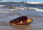 Tartaruga-marinha é encontrada debilitada, passa por tratamento e é solta no mar no RS; veja vídeo
