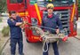 Jacaré é capturado pelos Bombeiros após invadir casa no Laranjal