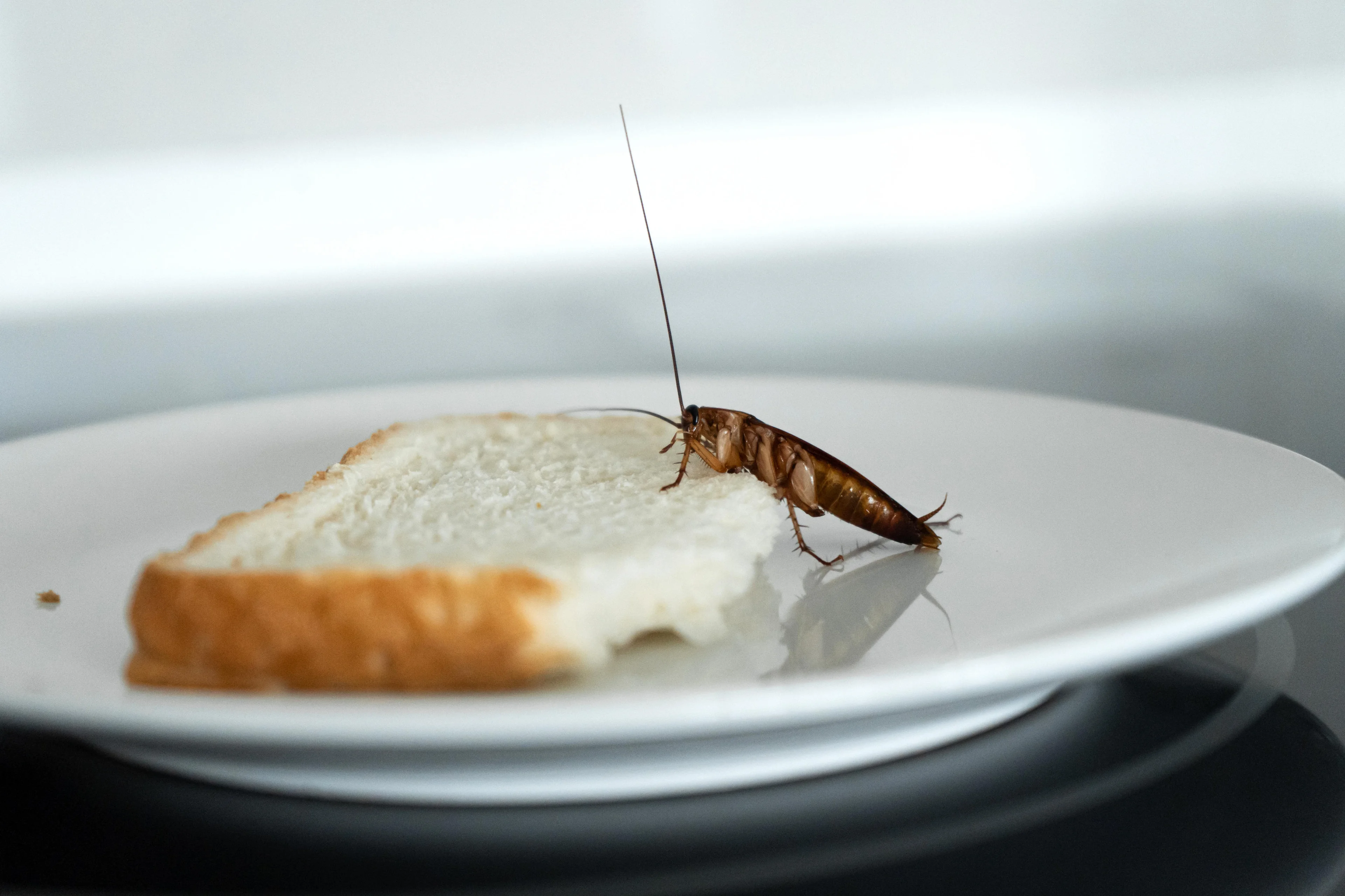 Adobestock/Reprodução