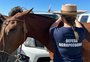 Cavalgada do Mar: o trabalho do agro por trás do tradicional evento à beira-mar