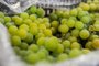 CAXIAS DO SUL, RS, BRASIL, 29/01/2023. Visita ao CEASA para conferir o valor das uvas para o consumidor. (Neimar De Cesero/Agência RBS)<!-- NICAID(15663601) -->