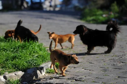 CAXIAS DO SUL, RS, BRASIL 15/08/2017Prefeitura anunciou que castração será retomada em outubro, mas muda a forma e protetores reclamam que animais de rua ficarão sem castração. (Felipe Nyland/Agência RBS)<!-- NICAID(13090737) -->