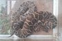 Cobra de 1,1 metro é capturada em pátio de casa em São Leopoldo<!-- NICAID(15596676) -->