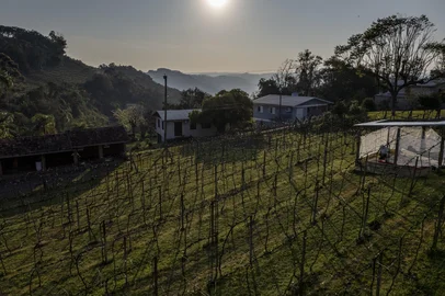 BENTO GONÇALVES, RS, BRASIL - A Revolução Silenciosa dos Parreirais como o setor vitivinícola alia prestígio internacional com aumento de vendas e safra recorde de uvas. Na imagem parreirais na Vinícola Cristofoli.<!-- NICAID(14869699) -->