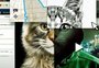 Os justiceiros das redes sociais não perdoam quem maltrata gatinhos