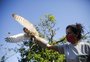 VÍDEO: corujas-das-torres são soltas na natureza após reabilitação no zoológico de Canoas