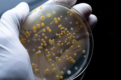 Close up of colourful bacterial colonies in Petri dish. Hand wearing white sterile glove holding lab glass. Medical laboratory, medical glassware concept.<!-- NICAID(16281403) -->