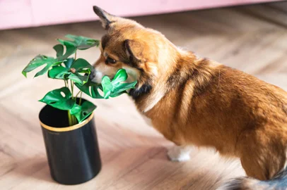 Cachorro Corgi com uma planta. Foto: Justyna / stock.adobe.comFonte: 636971202<!-- NICAID(15704239) -->